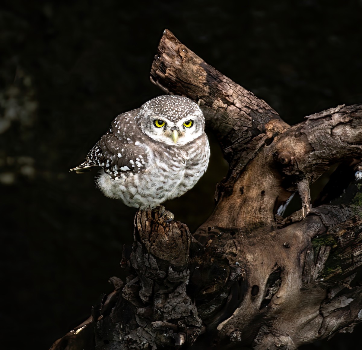 Spotted Owlet - ML639277520