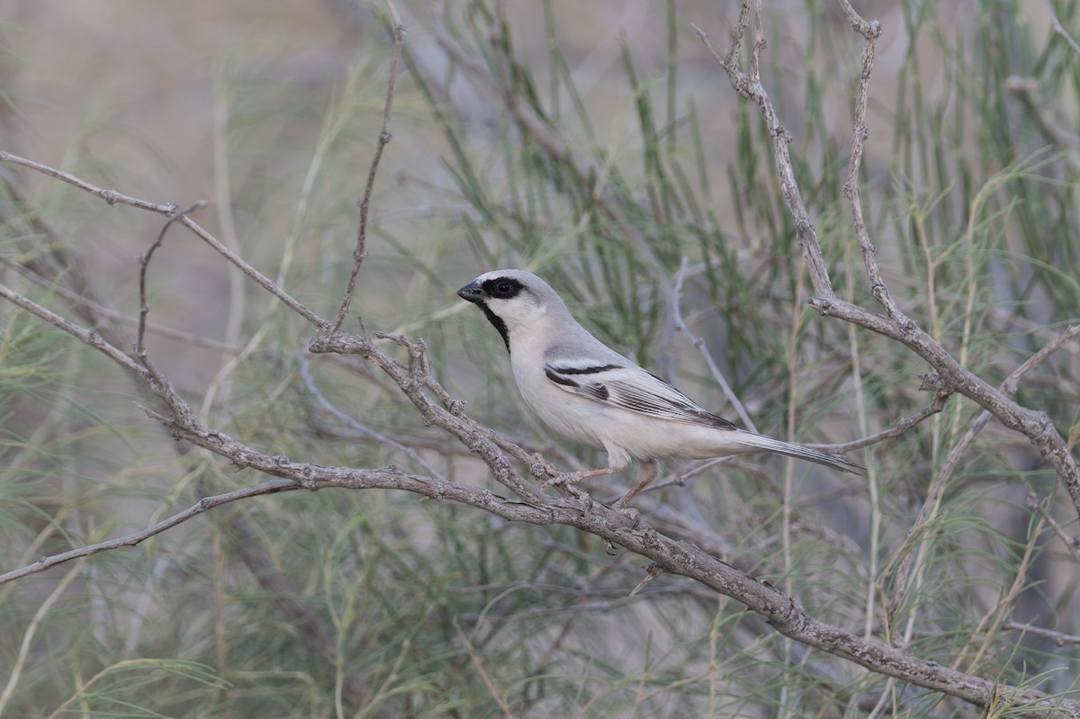 Zarudny's Sparrow - ML639277525