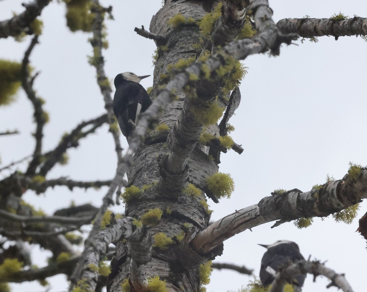 White-headed Woodpecker - ML639277617