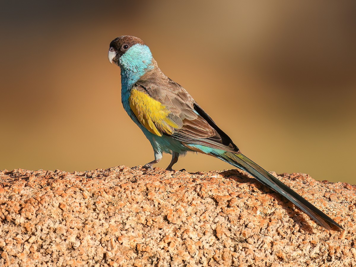 ヒスイインコ - eBird