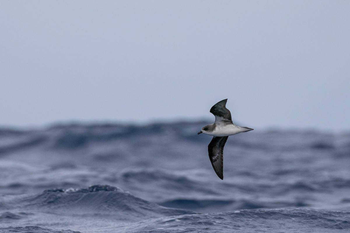 Pterodroma sp. - ML639277677