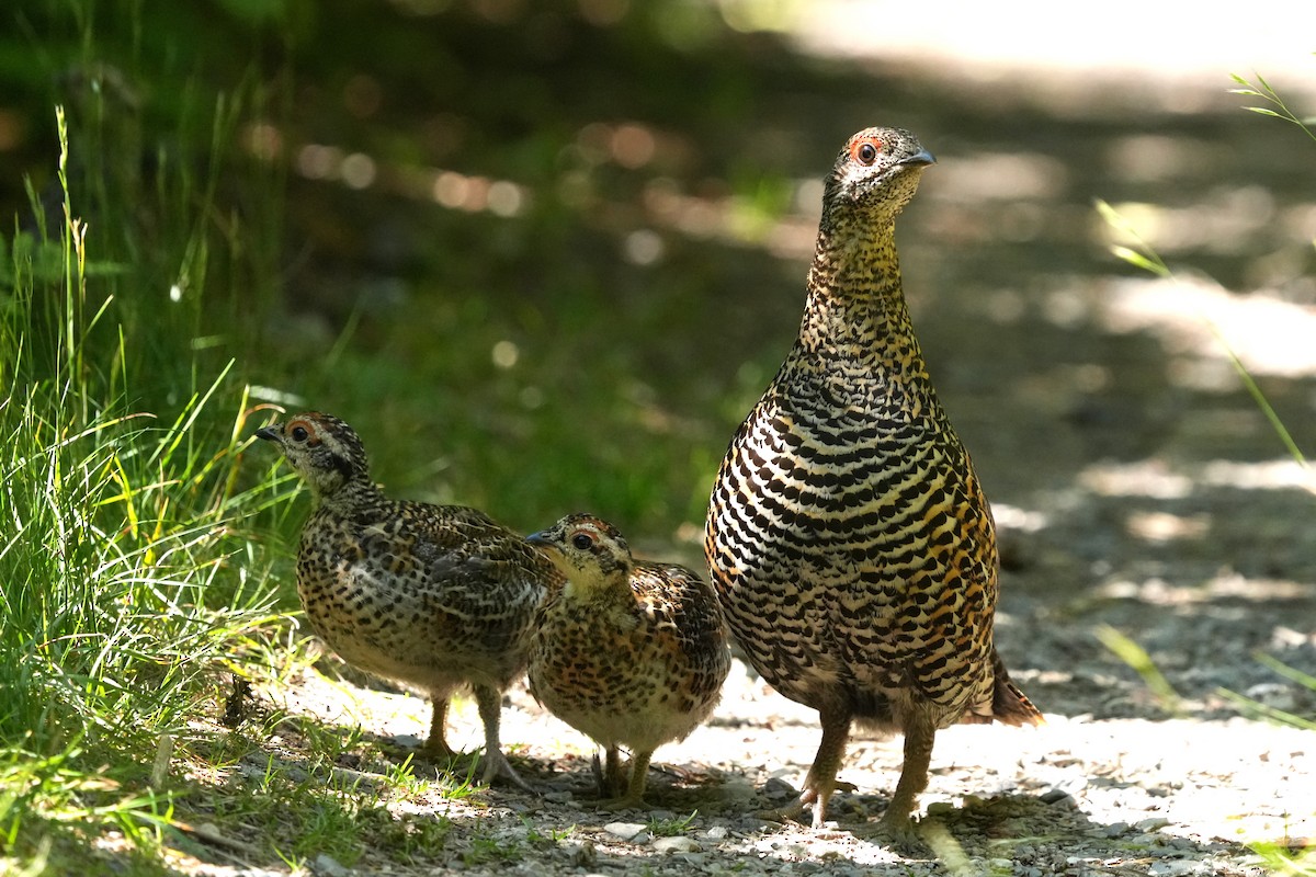 Spruce Grouse - ML639277822