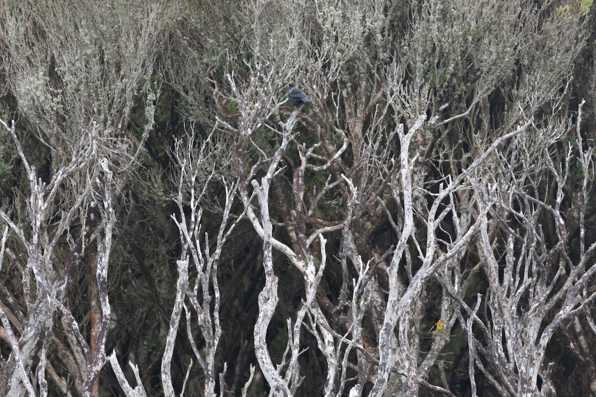 Tui - ML639277826