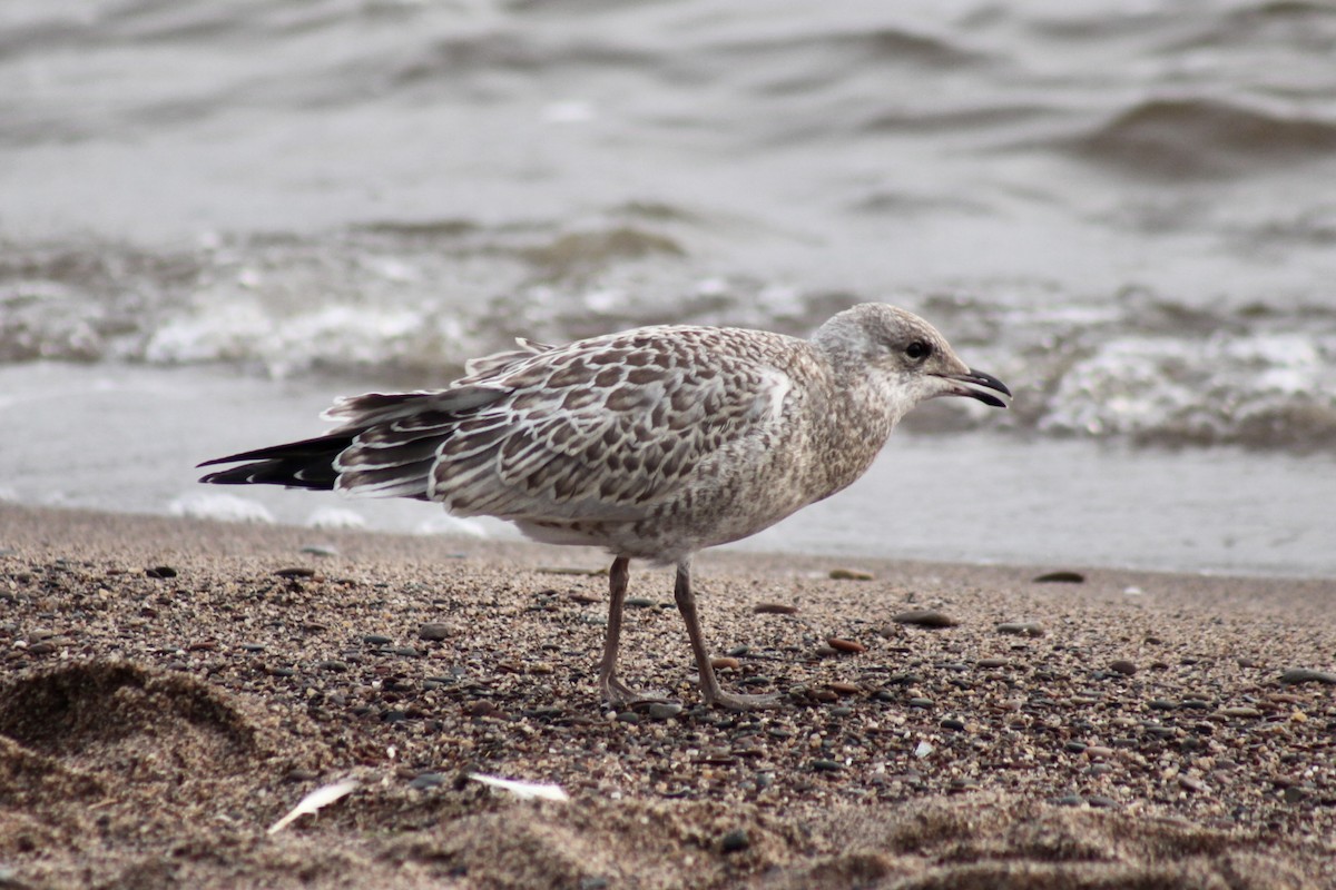 Ring-billed Gull - ML639277870