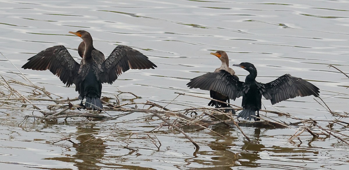 Neotropic Cormorant - ML639277880