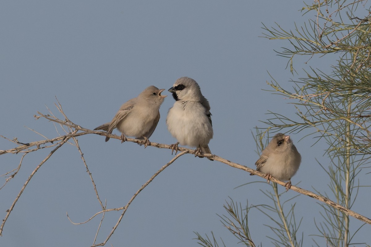 Zarudny's Sparrow - ML639277896
