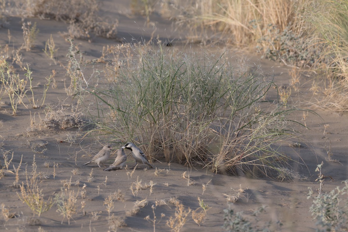 Zarudny's Sparrow - ML639277897