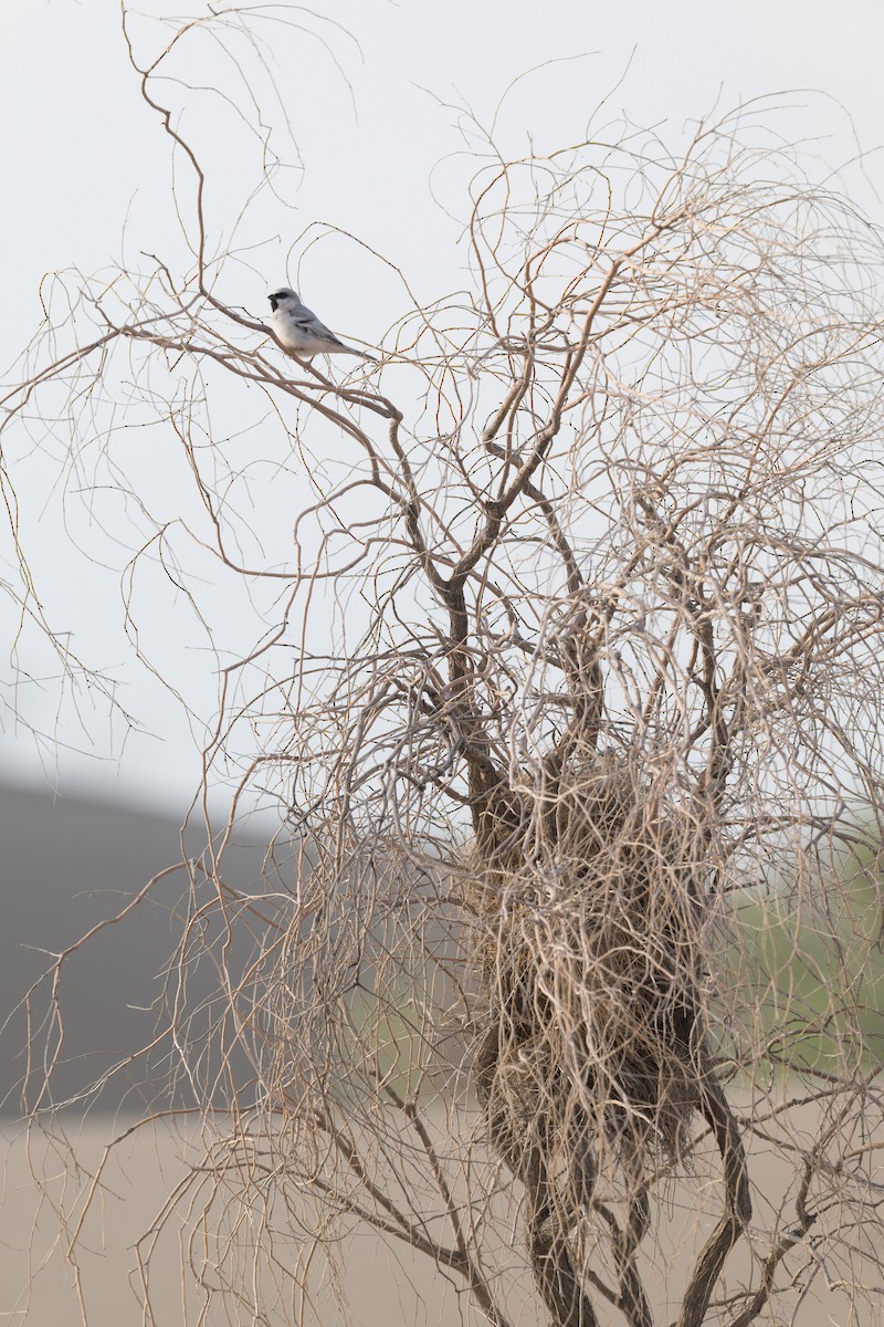 Zarudny's Sparrow - ML639277898