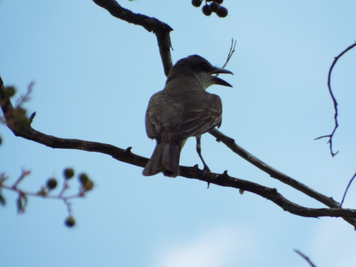Gray Kingbird - ML639277908