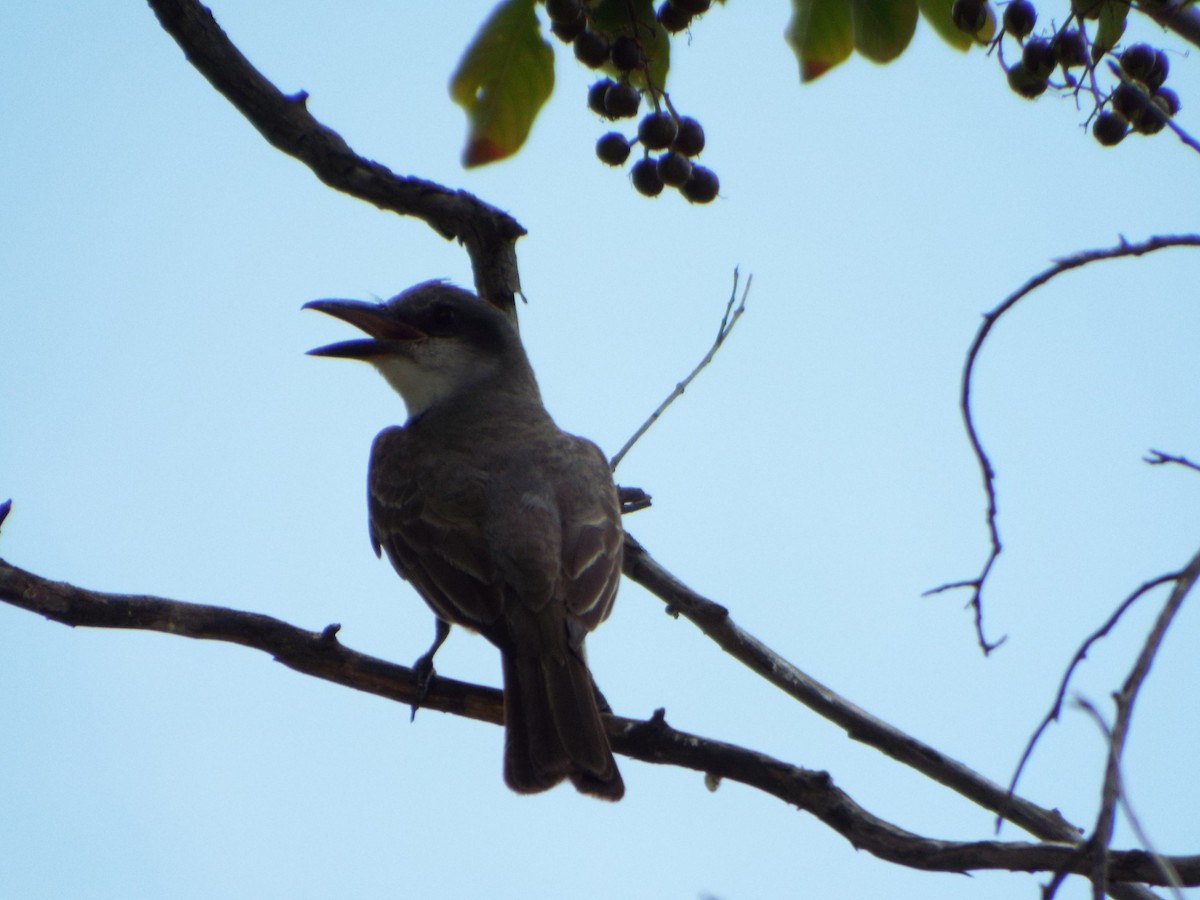 Gray Kingbird - ML639277909