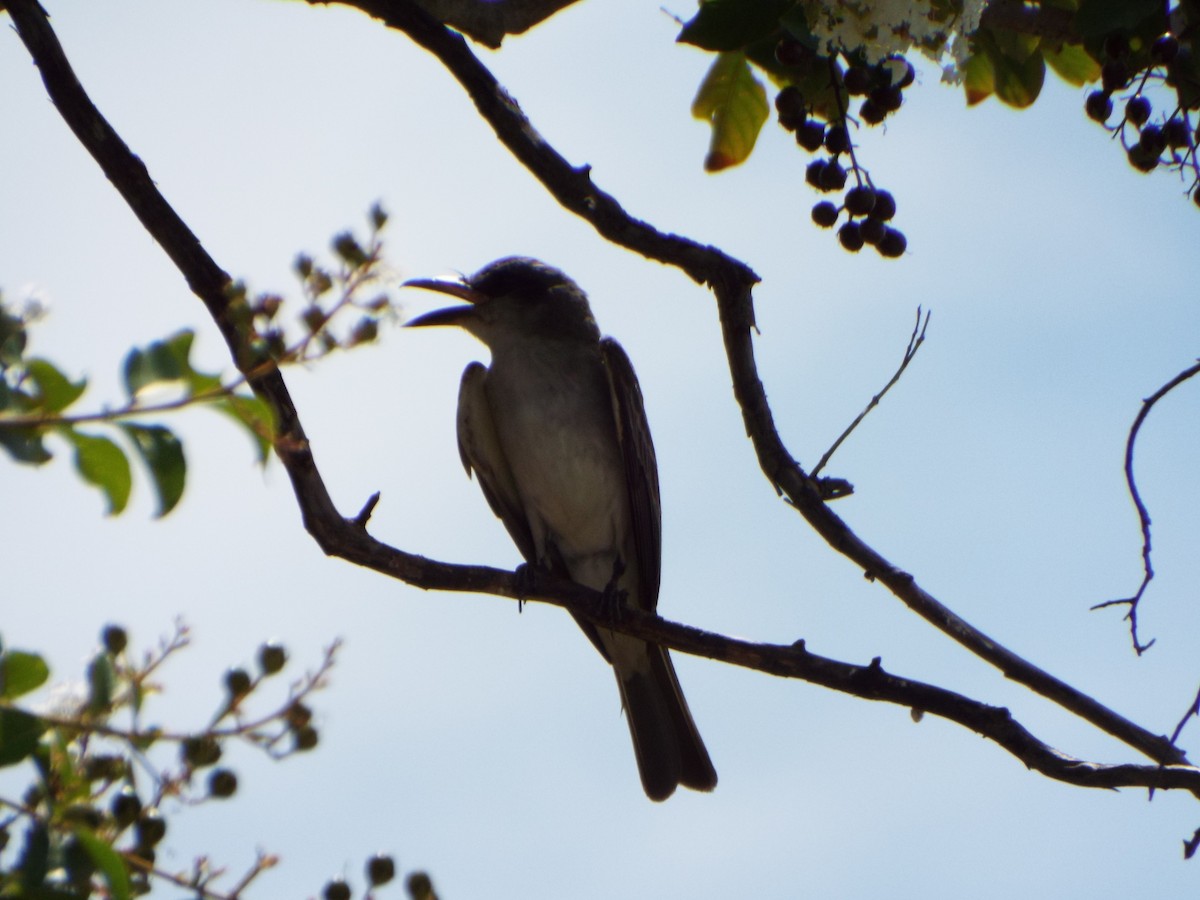 Gray Kingbird - ML639277910