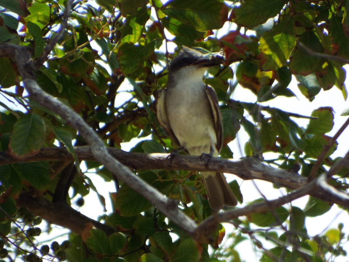 Gray Kingbird - ML639277911