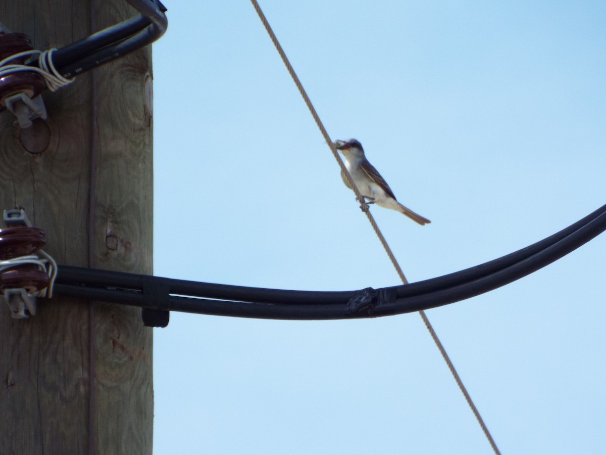 Gray Kingbird - ML639277913