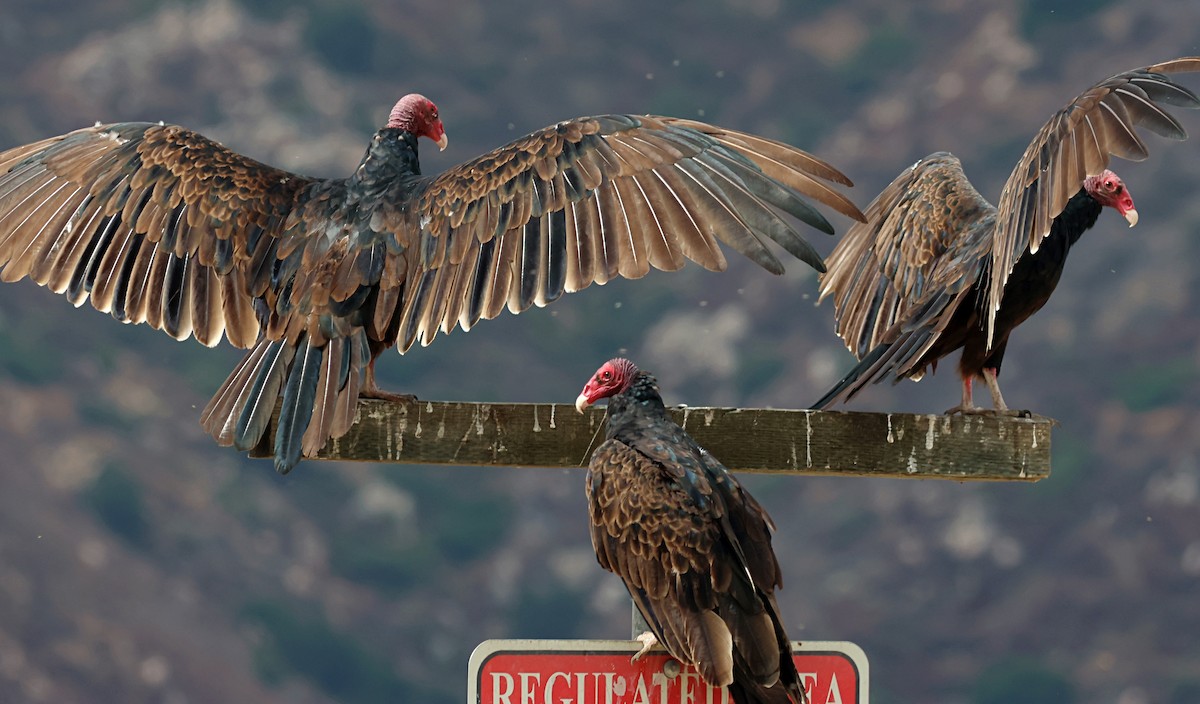 Turkey Vulture - ML639277945