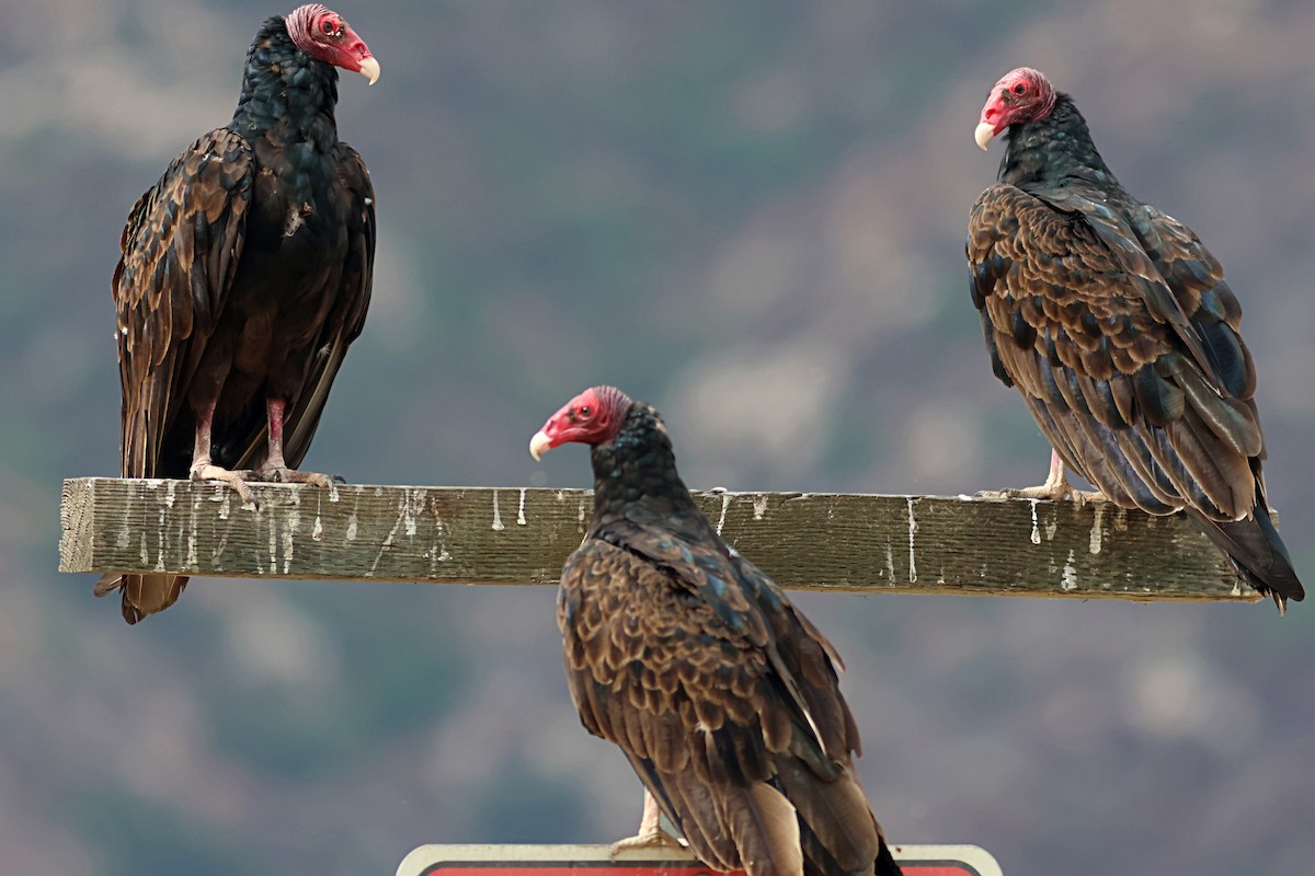 Turkey Vulture - ML639277946