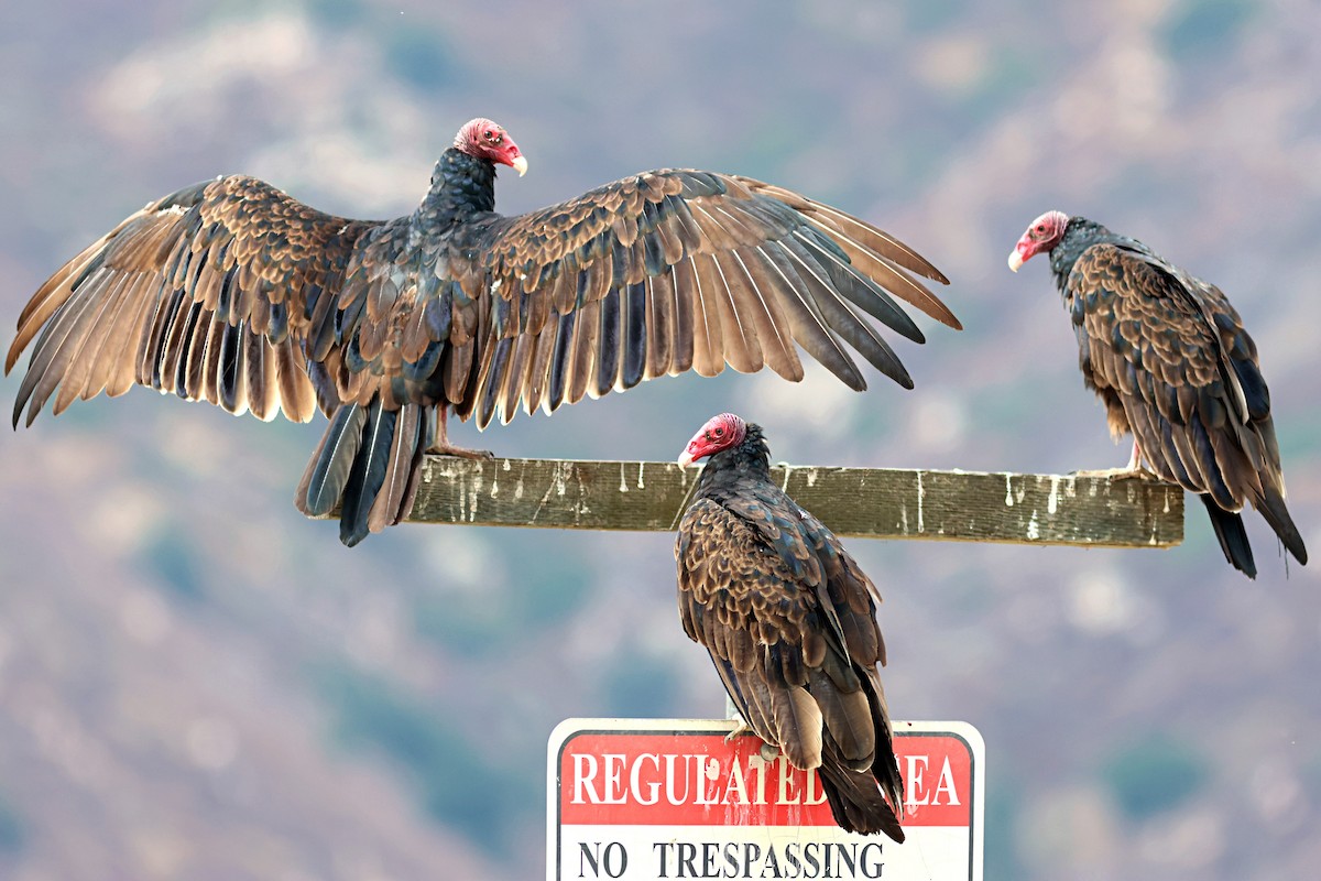 Turkey Vulture - ML639277947