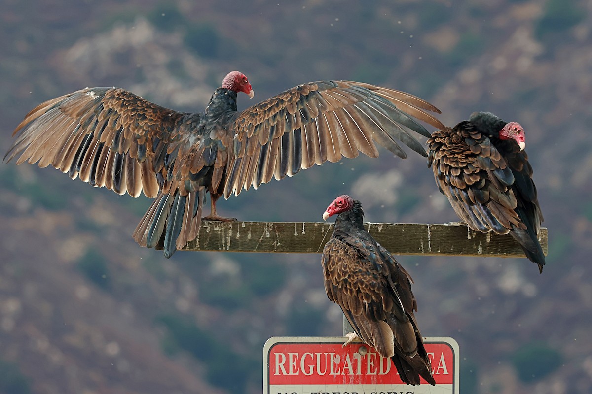 Turkey Vulture - ML639277948