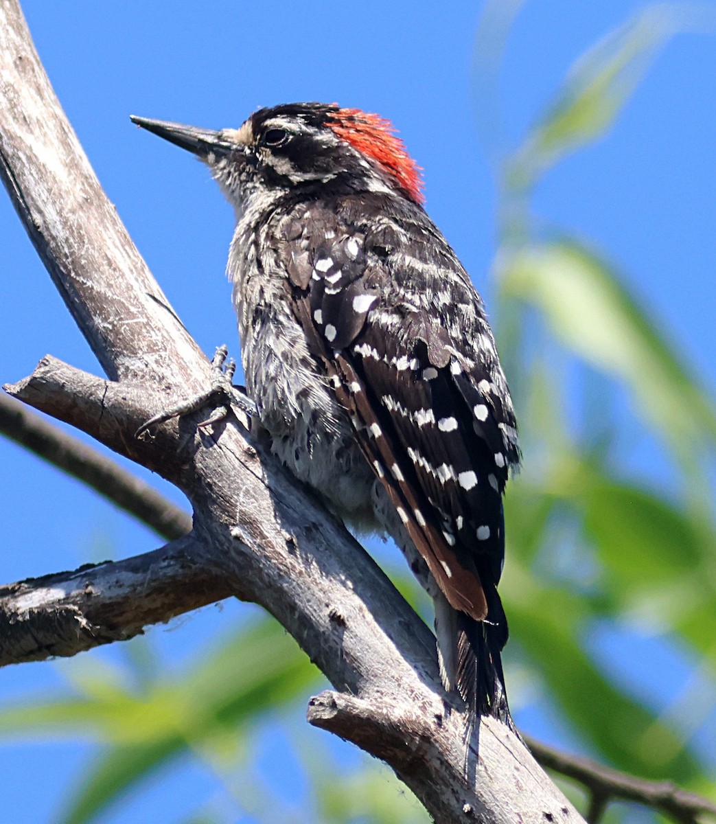 Nuttall's Woodpecker - ML639277958