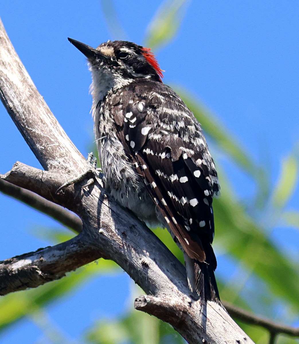 Nuttall's Woodpecker - ML639277959