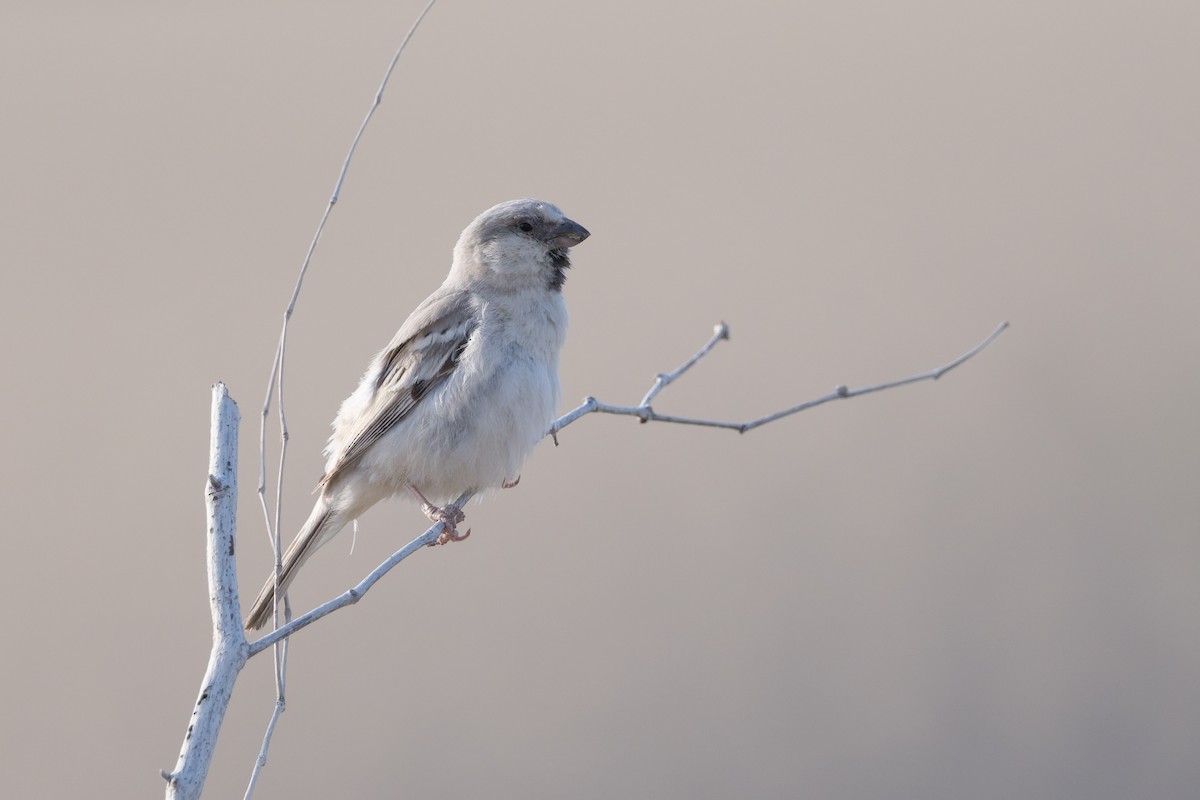 Zarudny's Sparrow - ML639277987