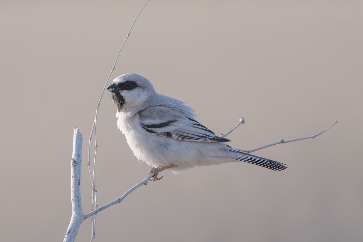 Zarudny's Sparrow - ML639277994