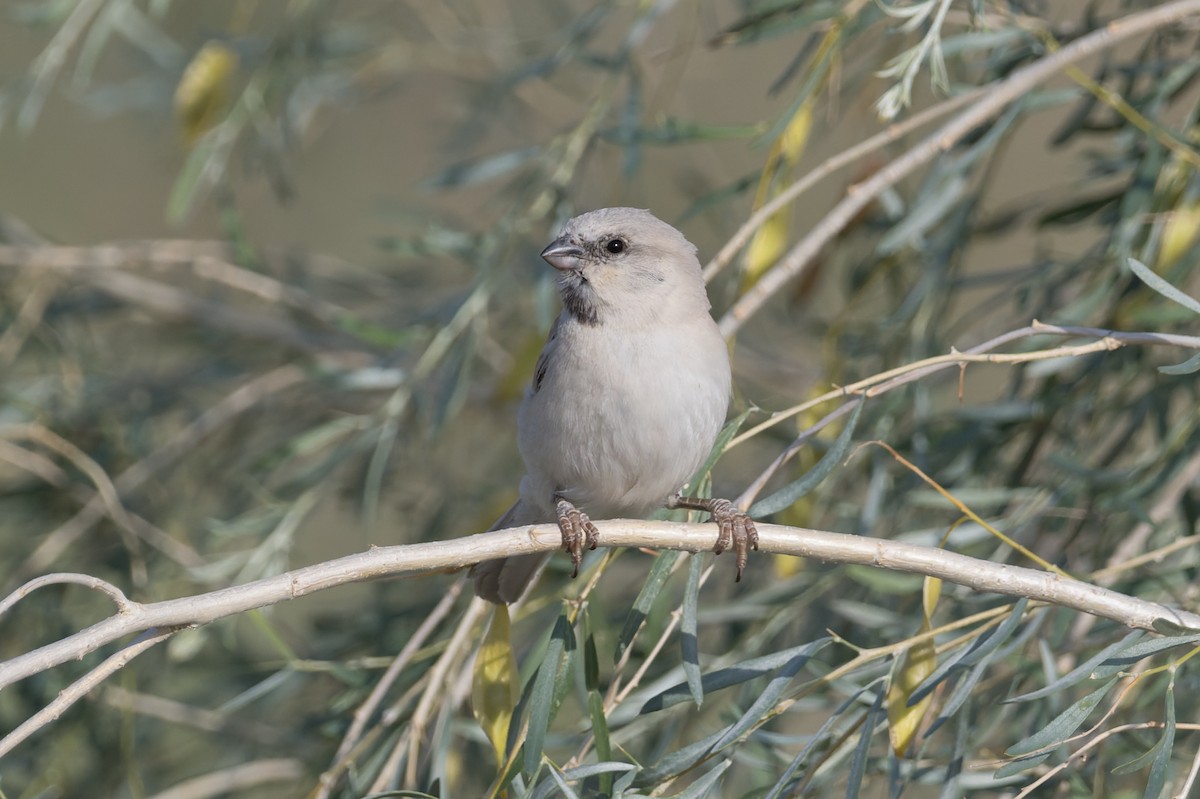 Zarudny's Sparrow - ML639277996