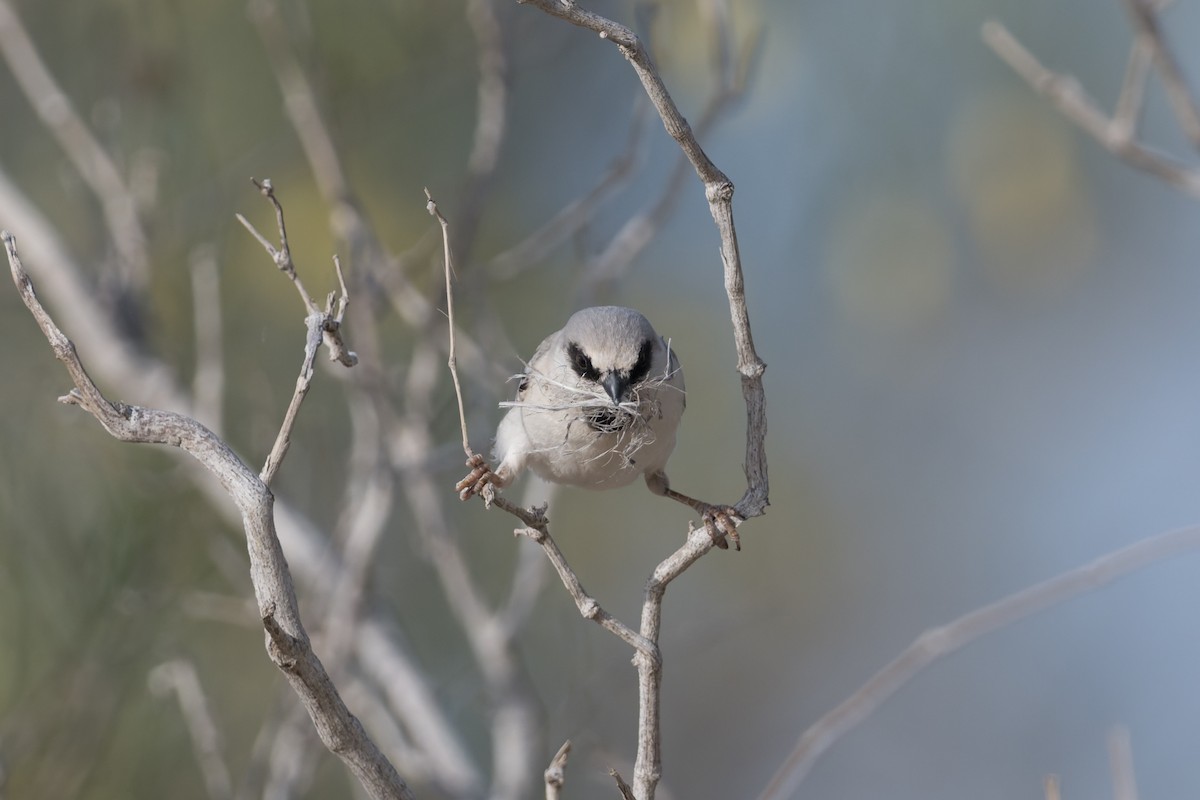 Zarudny's Sparrow - ML639277999