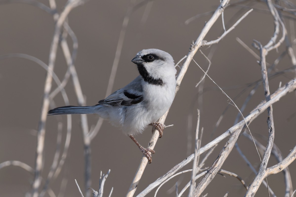 Zarudny's Sparrow - ML639278000