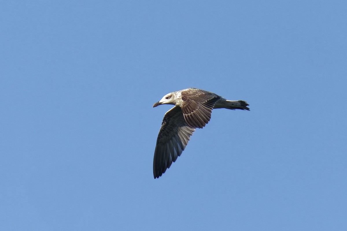 Yellow-legged Gull - ML639278004
