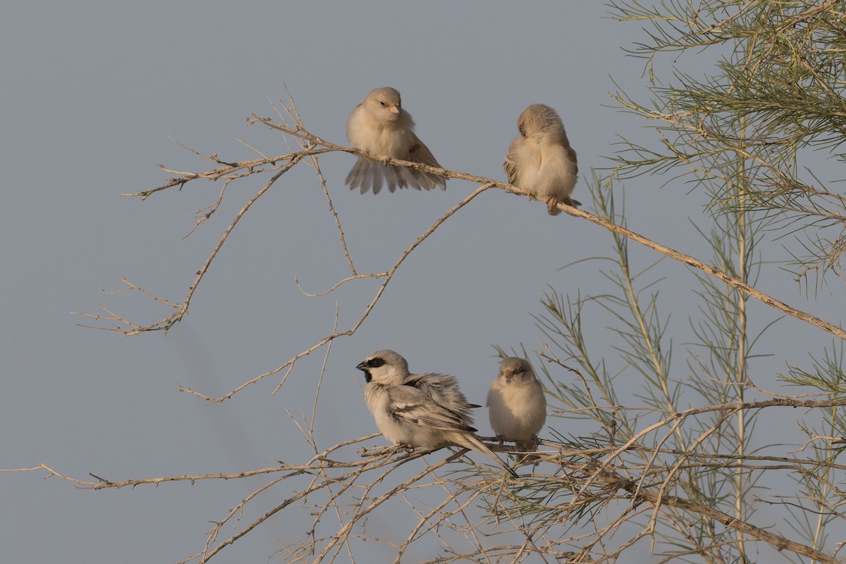 Zarudny's Sparrow - ML639278033