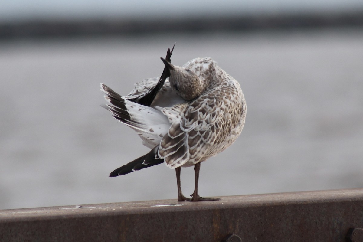 Ring-billed Gull - ML639278087