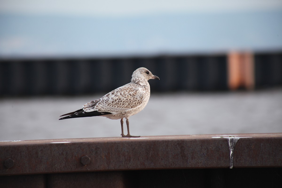 Ring-billed Gull - ML639278100