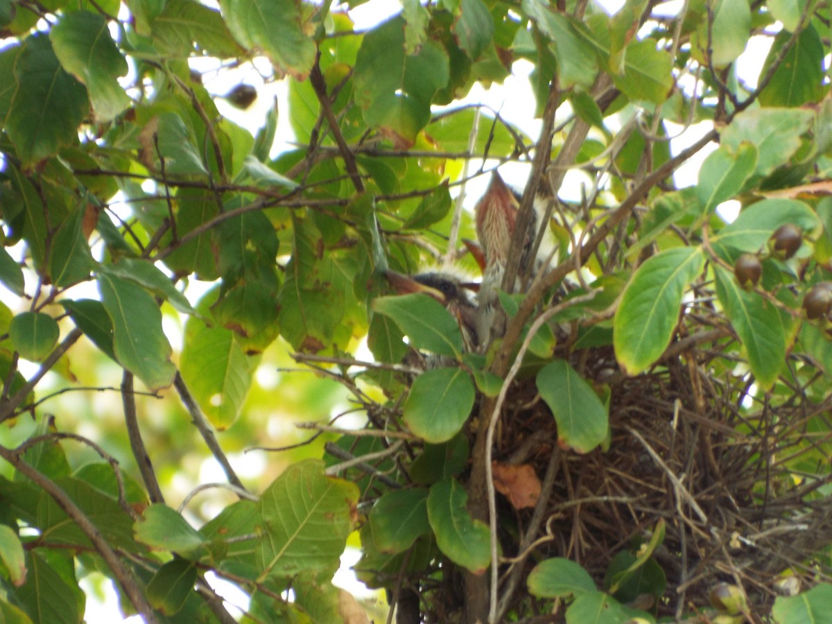 Western x Gray Kingbird (hybrid) - ML639278118