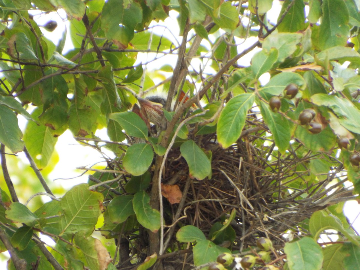 Western x Gray Kingbird (hybrid) - ML639278119