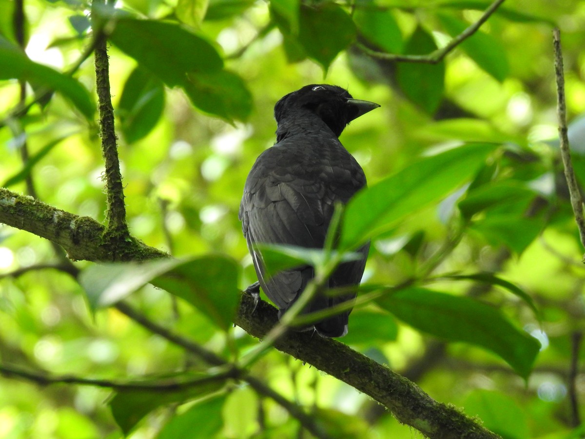 Bare-necked Umbrellabird - ML639278154