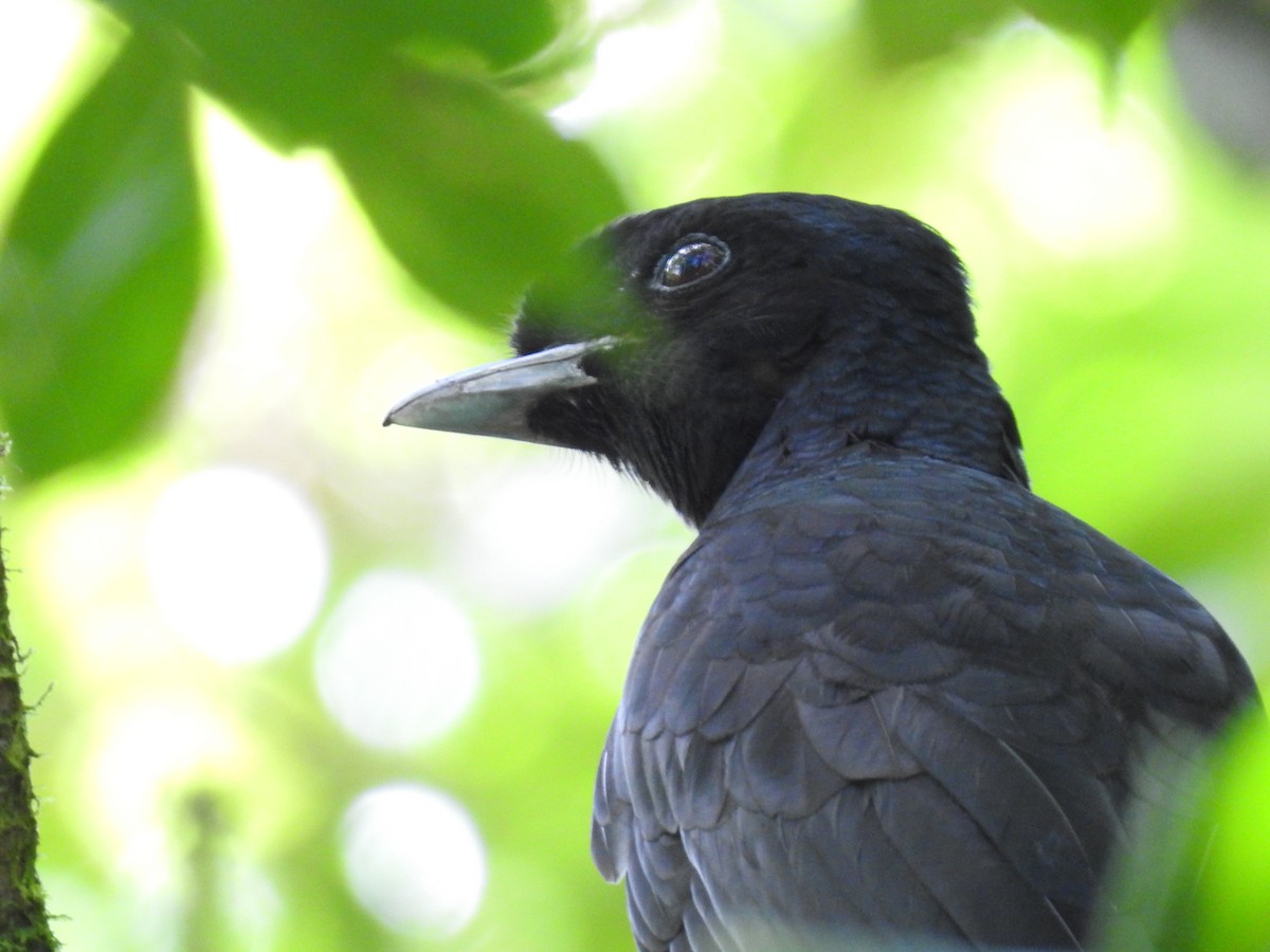 Bare-necked Umbrellabird - ML639278155