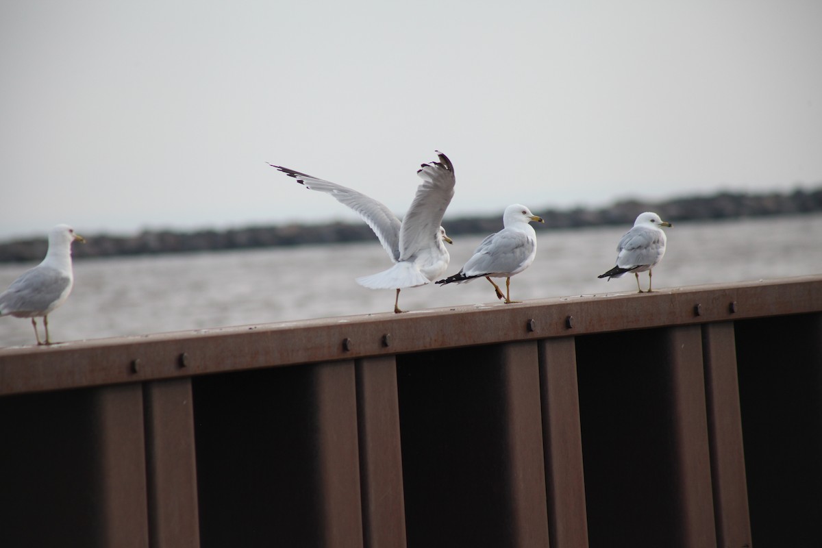 Ring-billed Gull - ML639278162