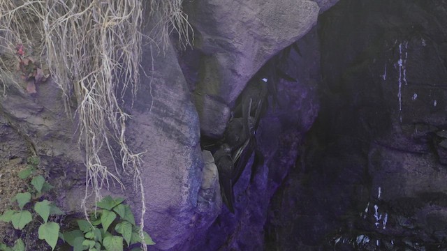 White-naped Swift - ML639278335