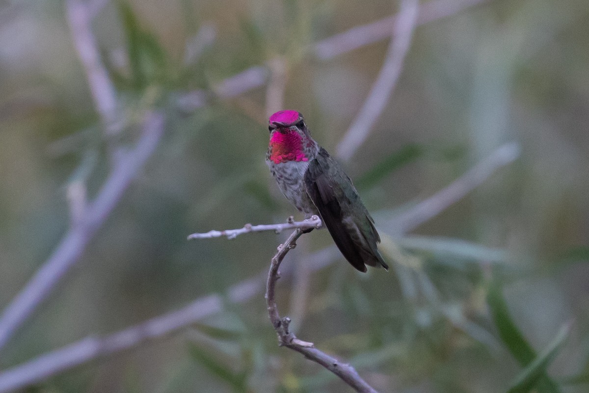 Anna's Hummingbird - ML639278350