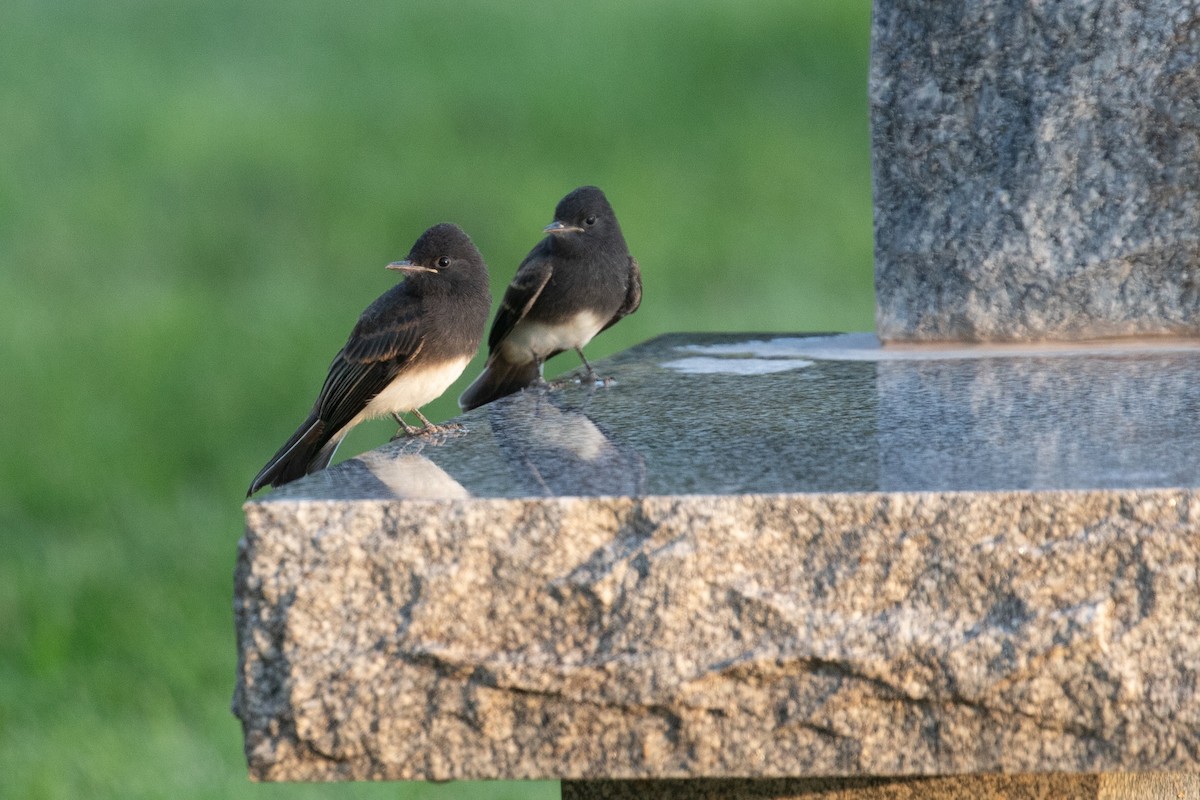 Black Phoebe - ML639278363