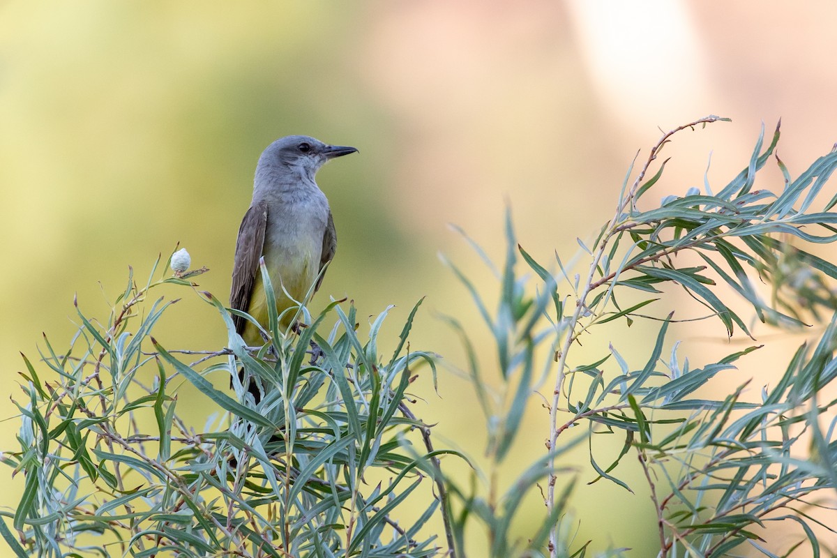 Western Kingbird - ML639278374