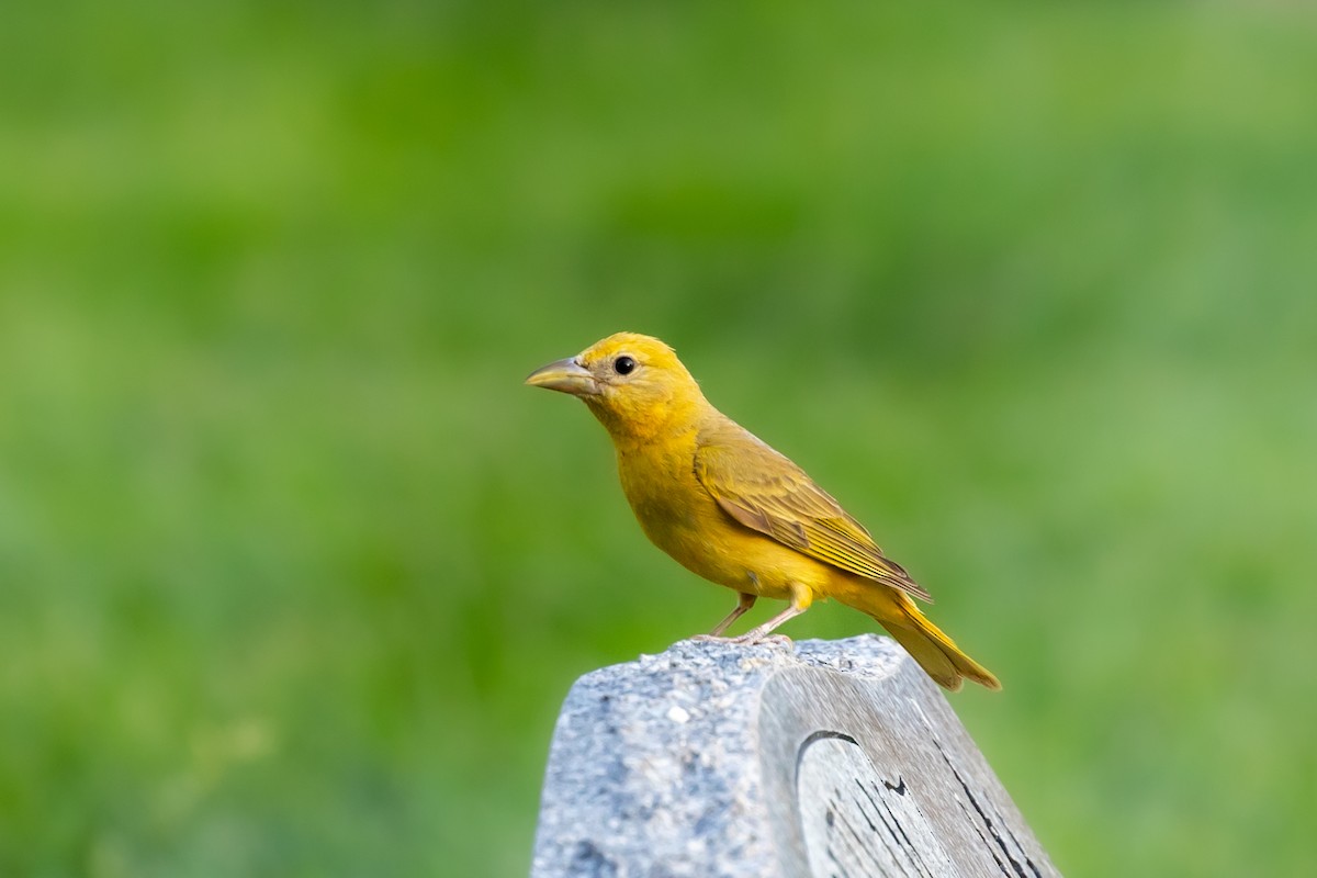 Summer Tanager - ML639278387