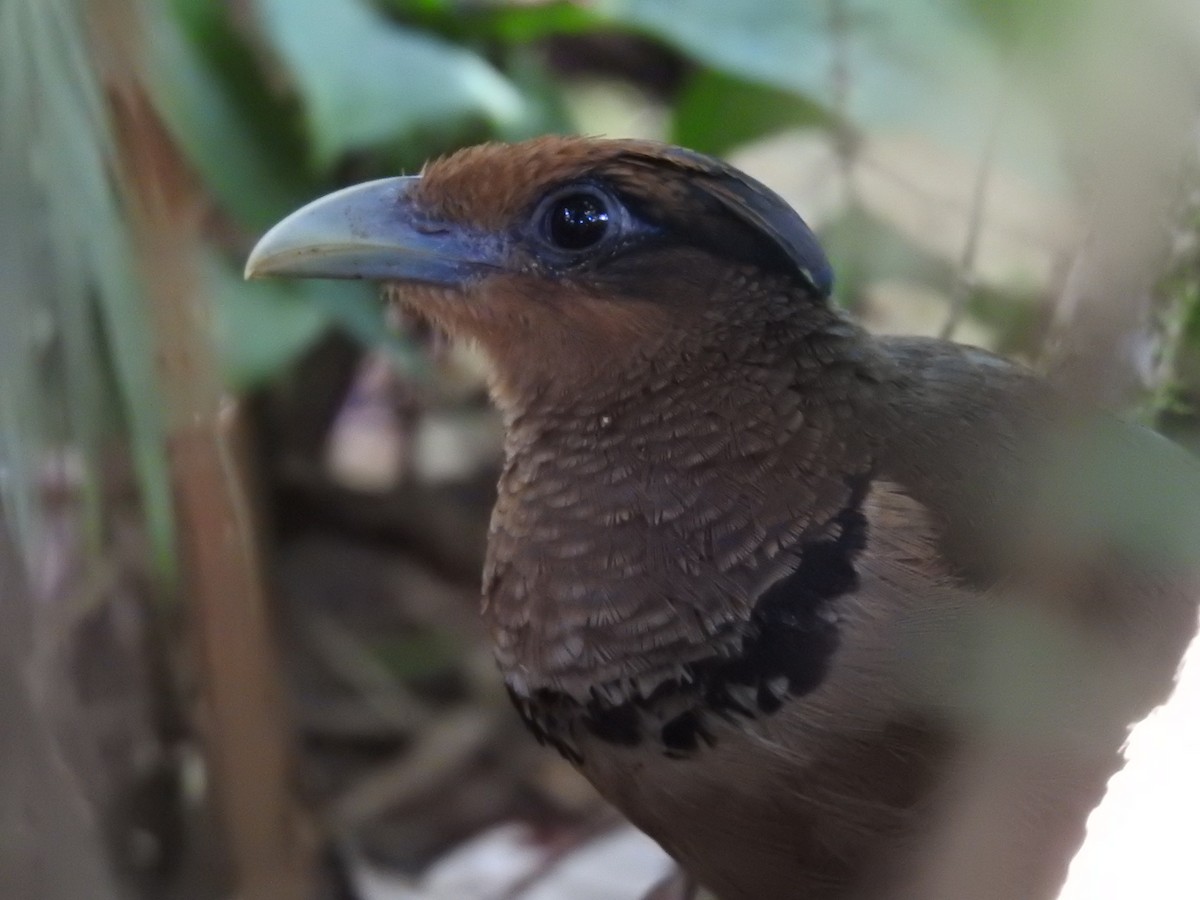 Rufous-vented Ground-Cuckoo - ML639278401