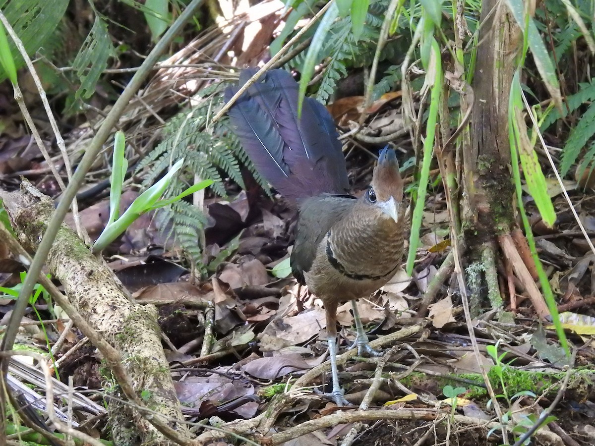 Rufous-vented Ground-Cuckoo - ML639278402