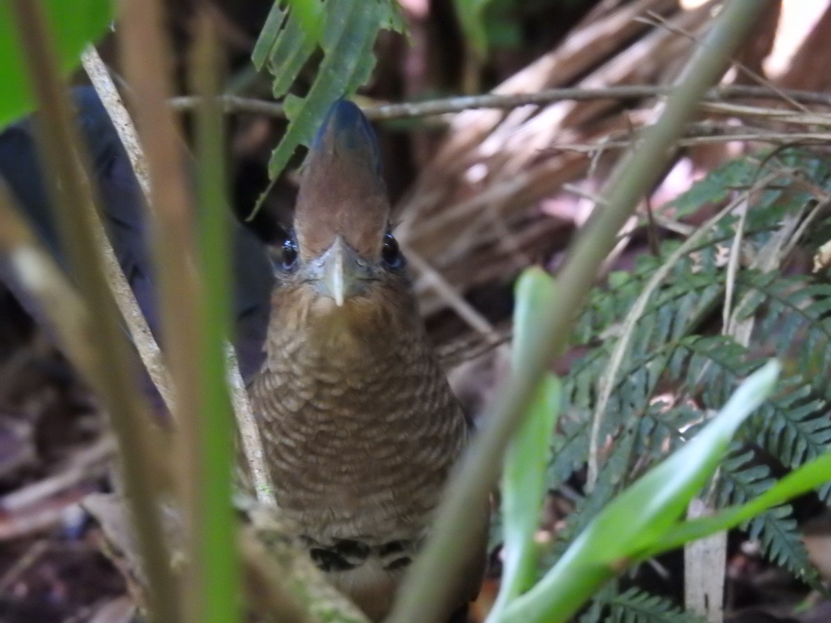 Rufous-vented Ground-Cuckoo - ML639278403