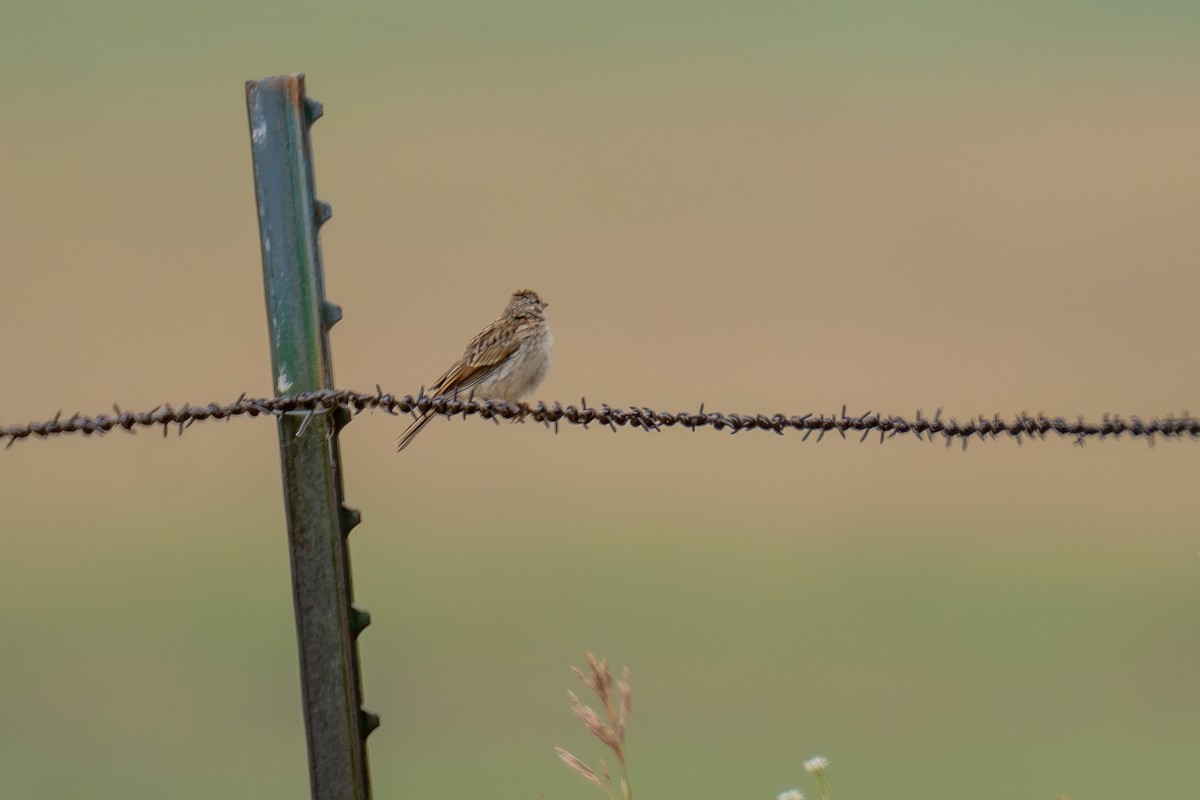 Vesper Sparrow - ML639278416