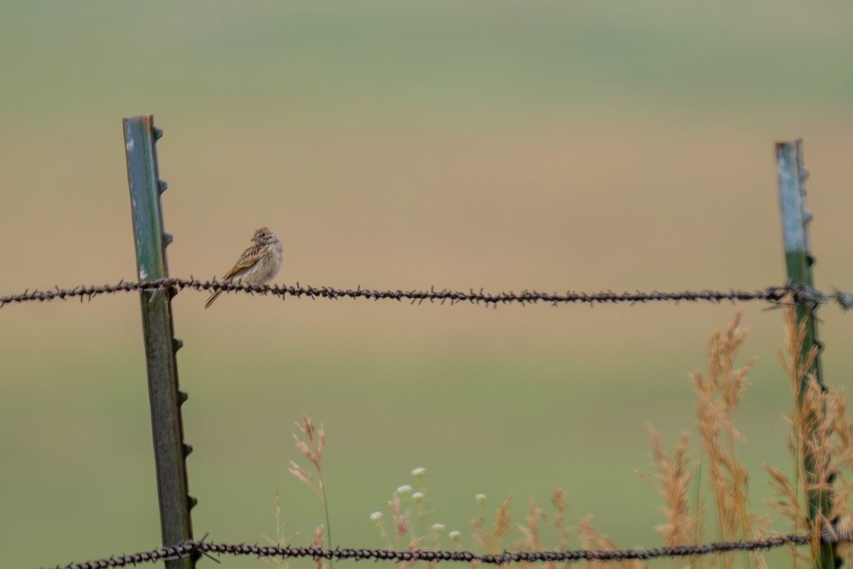 Vesper Sparrow - ML639278417