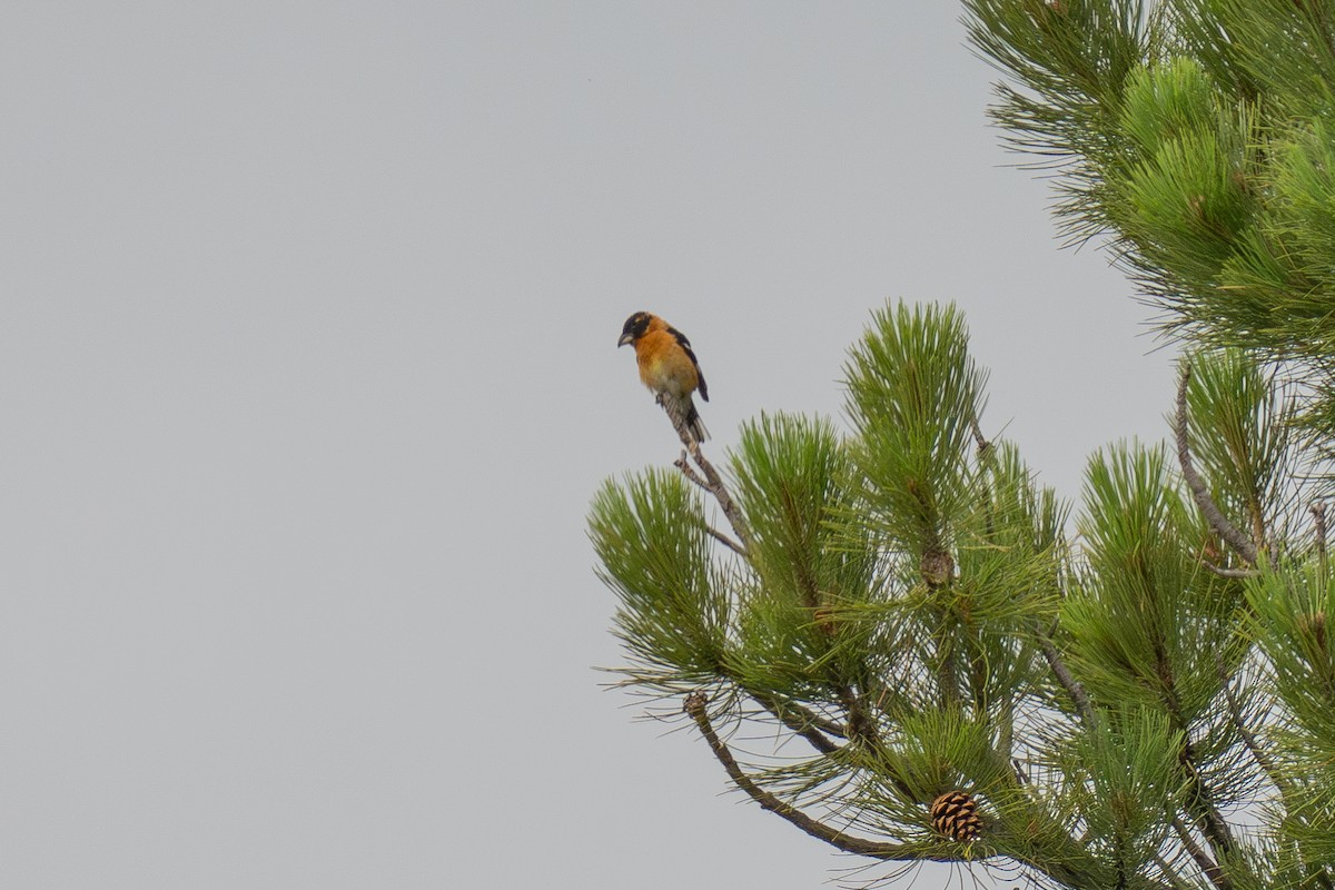 Black-headed Grosbeak - ML639278503
