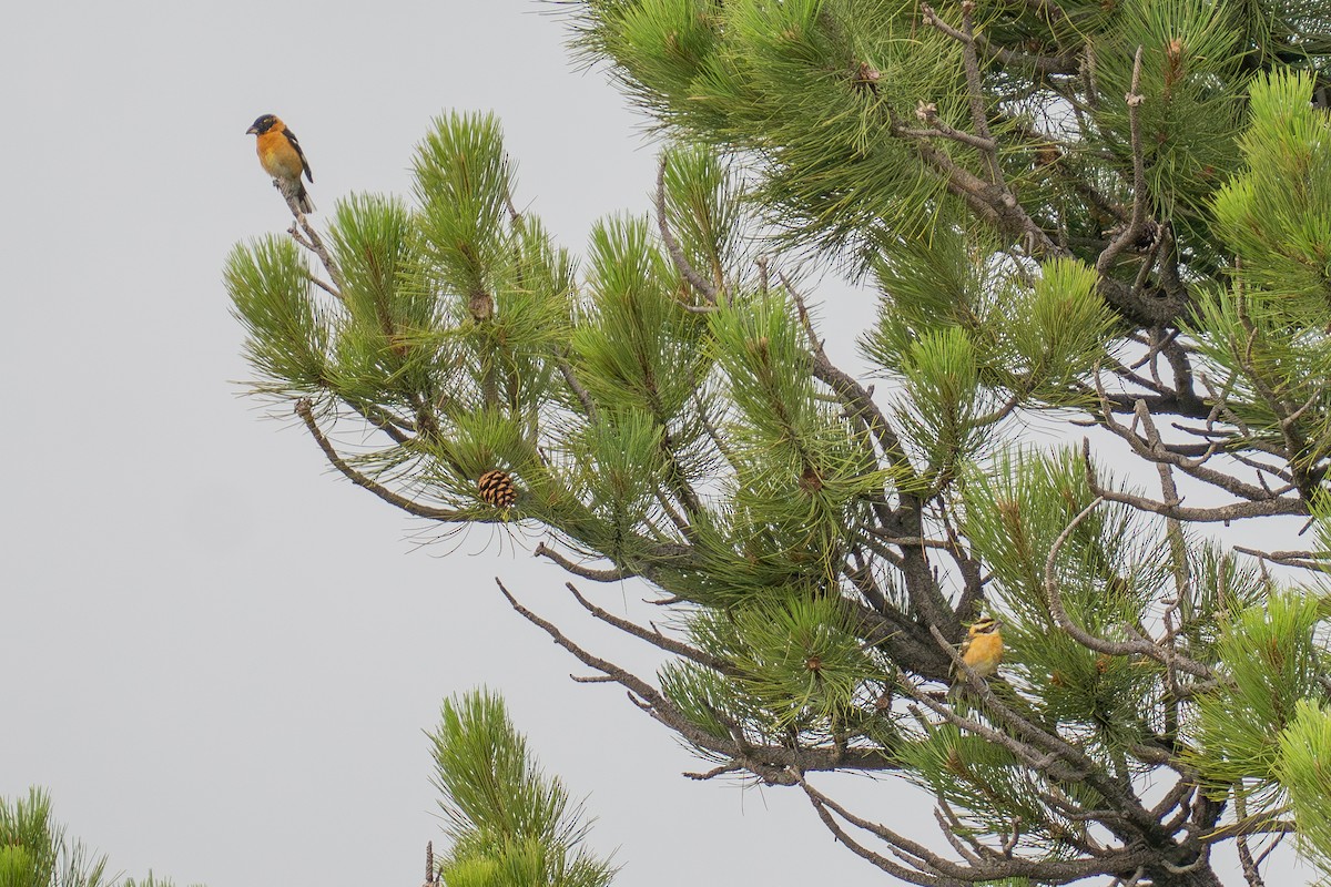 Black-headed Grosbeak - ML639278504