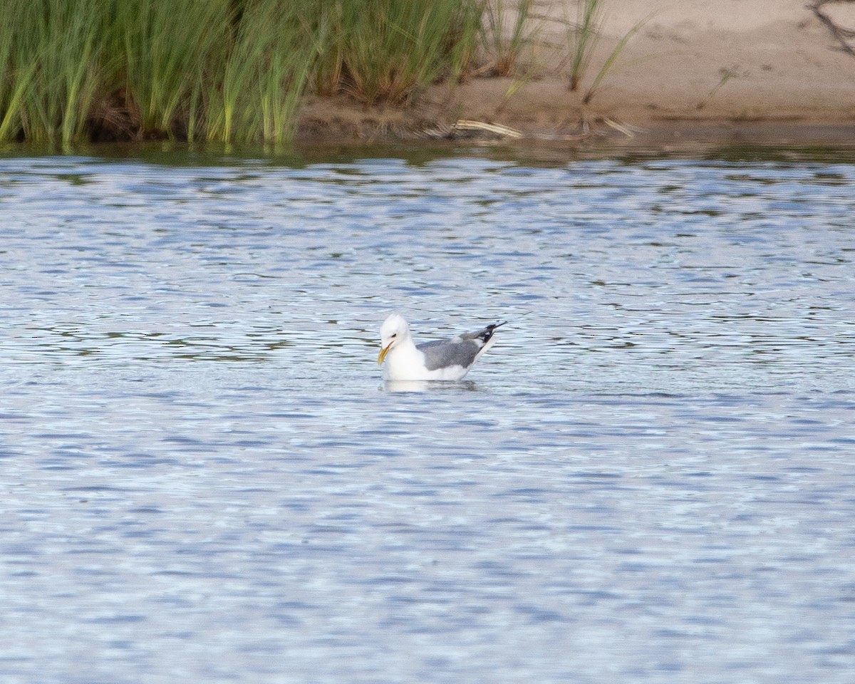 Short-billed Gull - ML639278513